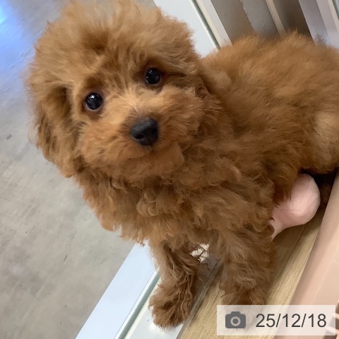 兵庫県のトイプードル(トイ) (ペットプラス 明石店/2025年9月18日生まれ/女の子/レッド)の子犬の4枚目の画像