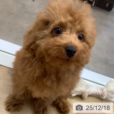 兵庫県のトイプードル(トイ) (ペットプラス 明石店/2025年9月18日生まれ/女の子/レッド)の子犬の3枚目の画像