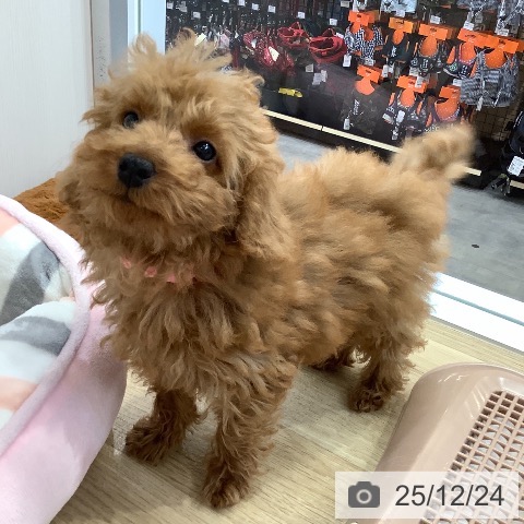 兵庫県のトイプードル(トイ) (ペットプラス 明石店/2025年9月18日生まれ/女の子/レッド)の子犬の3枚目の画像