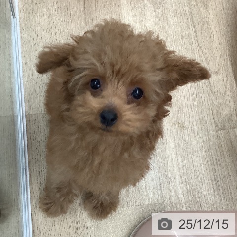 大阪府のトイプードル(トイ) (ペットプラス りんくう泉南店/2025年9月18日生まれ/女の子/レッド)の子犬の3枚目の画像