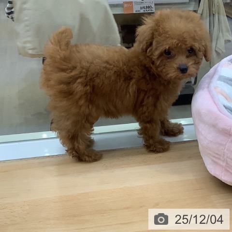 トイ・プードルの写真