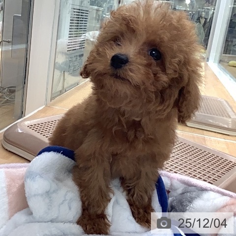 トイ・プードルの写真