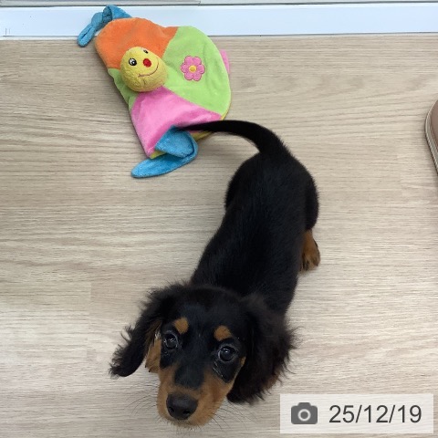 沖縄県のミニチュアダックスフンド(ロング) (ペットプラス 南風原店/2025年9月30日生まれ/男の子/ブラックタン)の子犬の4枚目の画像