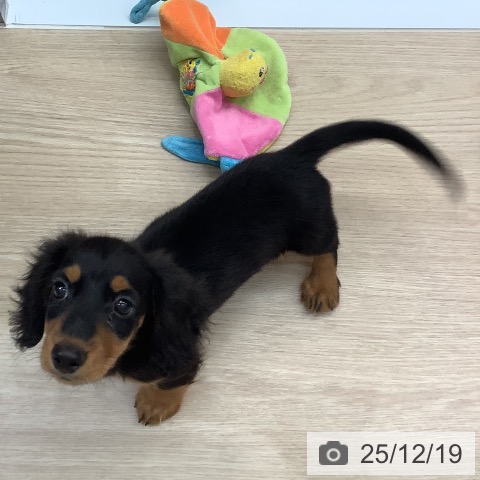 沖縄県のミニチュアダックスフンド(ロング) (ペットプラス 南風原店/2025年9月30日生まれ/男の子/ブラックタン)の子犬の3枚目の画像