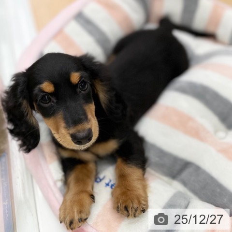 京都府のミニチュアダックスフンド(ロング) (ペットプラス 醍醐店/2025年9月30日生まれ/男の子/ブラックタン)の子犬の4枚目の画像