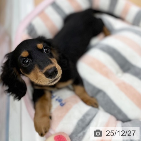 京都府のミニチュアダックスフンド(ロング) (ペットプラス 醍醐店/2025年9月30日生まれ/男の子/ブラックタン)の子犬の3枚目の画像