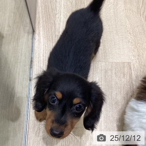 ミニチュア・ダックスフンドの写真