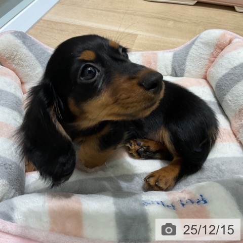 東京都のミニチュアダックスフンド(ロング) (ペットプラス 立川高島屋S.C.店/2025年9月30日生まれ/女の子/ブラックタン)の子犬の4枚目の画像