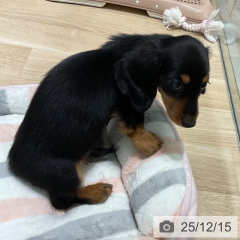 東京都のミニチュアダックスフンド(ロング) (ペットプラス 立川高島屋S.C.店/2025年9月30日生まれ/女の子/ブラックタン)の子犬の3枚目の画像