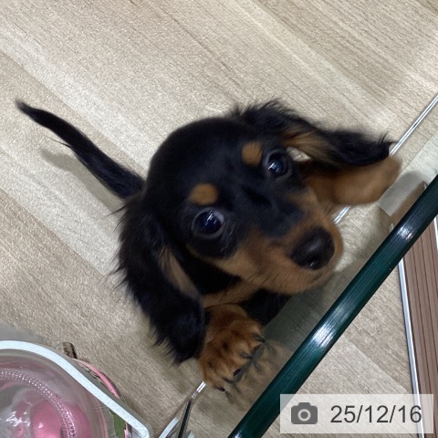 東京都のミニチュアダックスフンド(ロング) (ペットプラス 立川高島屋S.C.店/2025年9月30日生まれ/女の子/ブラックタン)の子犬の3枚目の画像