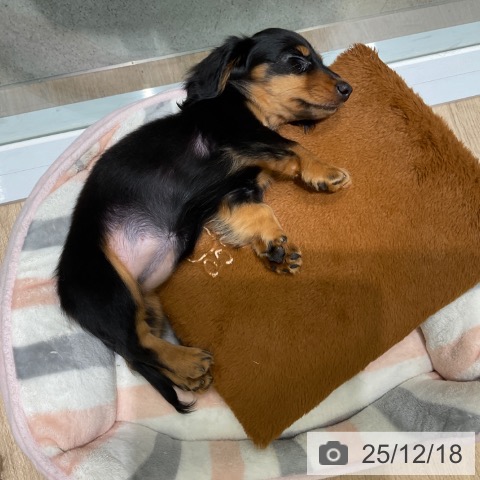 東京都のミニチュアダックスフンド(ロング) (ペットプラス 立川高島屋S.C.店/2025年9月30日生まれ/女の子/ブラックタン)の子犬の3枚目の画像