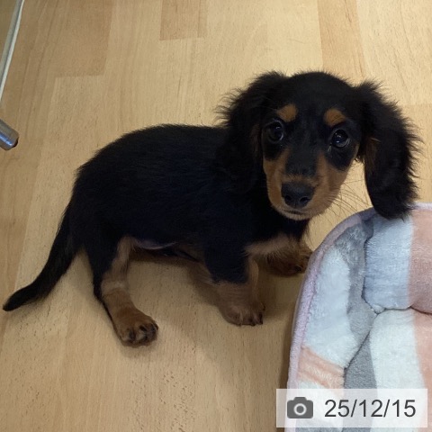 鹿児島県のミニチュアダックスフンド(ロング) (ペットプラス 姶良店/2025年9月30日生まれ/女の子/ブラックタン)の子犬の4枚目の画像