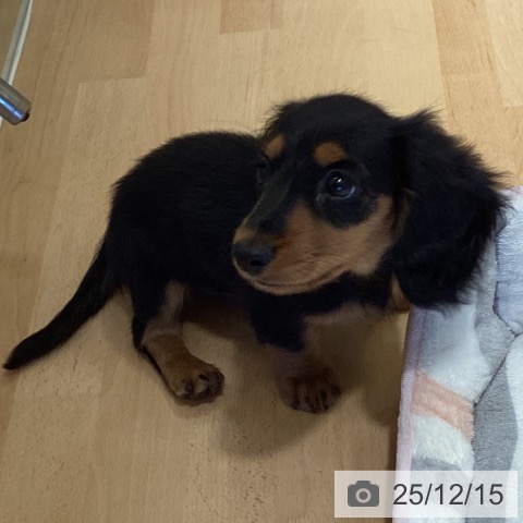 鹿児島県のミニチュアダックスフンド(ロング) (ペットプラス 姶良店/2025年9月30日生まれ/女の子/ブラックタン)の子犬の3枚目の画像