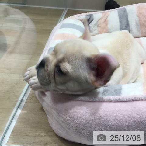 茨城県のフレンチブルドッグ (ペットプラス つくば店/2025年10月1日生まれ/男の子/クリーム)の子犬の4枚目の画像