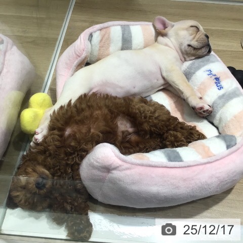 茨城県のフレンチブルドッグ (ペットプラス つくば店/2025年10月1日生まれ/男の子/クリーム)の子犬の3枚目の画像