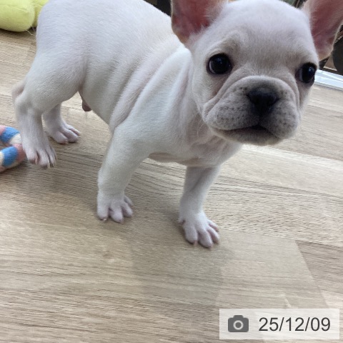 フレンチ・ブルドッグの写真