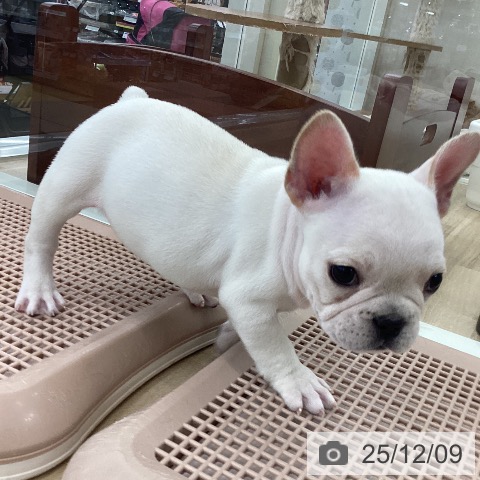 フレンチ・ブルドッグの写真