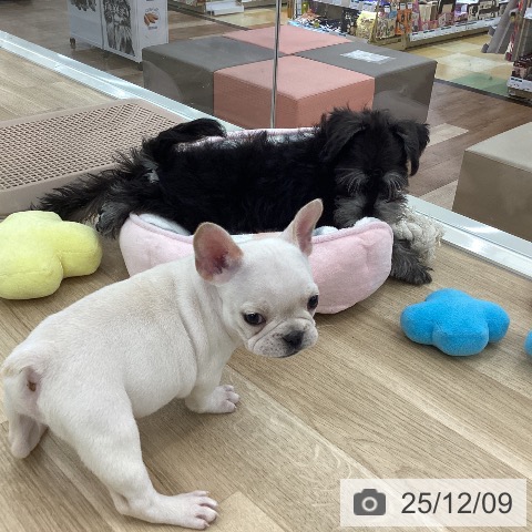 フレンチ・ブルドッグの写真