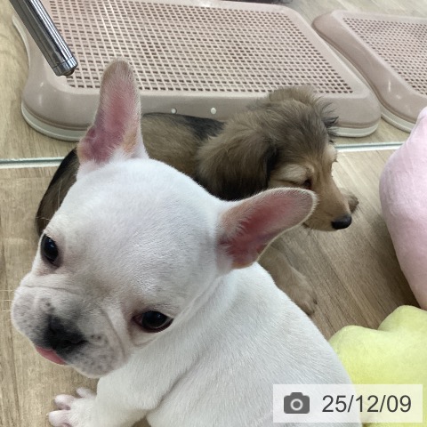 フレンチ・ブルドッグの写真