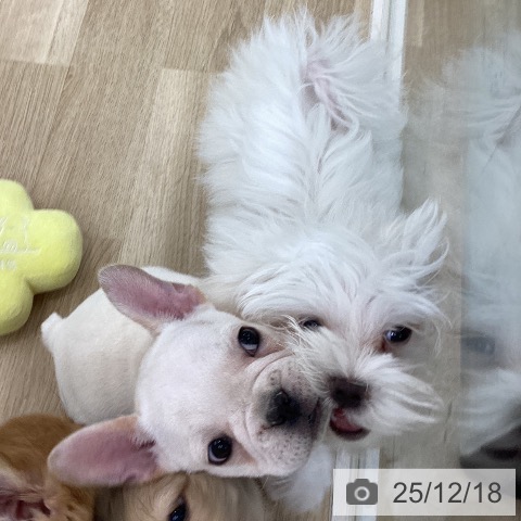 山梨県のフレンチブルドッグ (ペットプラス 甲府国母店/2025年10月1日生まれ/男の子/クリーム)の子犬の4枚目の画像