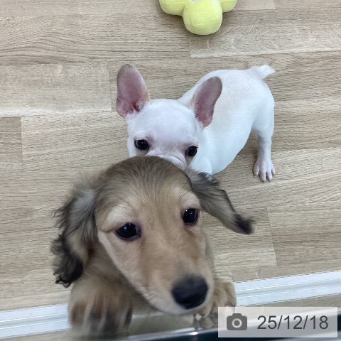 山梨県のフレンチブルドッグ (ペットプラス 甲府国母店/2025年10月1日生まれ/男の子/クリーム)の子犬の3枚目の画像