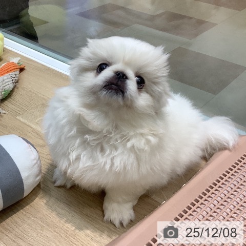 埼玉県のペキニーズ (ペットプラス ららぽーと新三郷店/2025年10月1日生まれ/女の子/クリームホワイト)の子犬の4枚目の画像