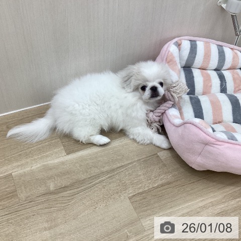 群馬県のペキニーズ (ペットプラス 前橋店/2025年10月1日生まれ/女の子/クリームホワイト)の子犬の4枚目の画像