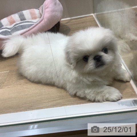 ペキニーズの写真