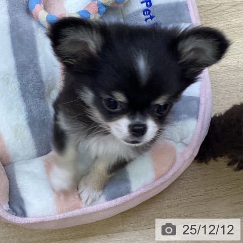 山梨県のチワワ(ロング) (ペットプラス 甲府昭和店/2025年9月27日生まれ/男の子/ブラックタンホワイト)の子犬の4枚目の画像