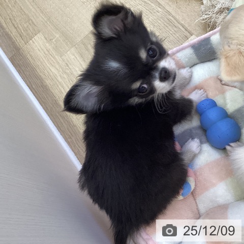 山梨県のチワワ(ロング) (ペットプラス 甲府昭和店/2025年9月27日生まれ/男の子/ブラックタンホワイト)の子犬の3枚目の画像