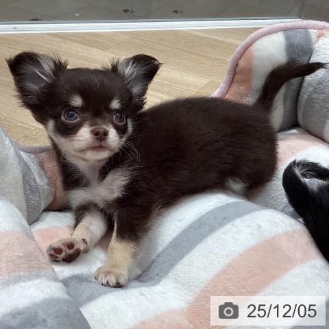 埼玉県のチワワ(ロング) (ペットプラス ピオニウォーク東松山店/2025年9月27日生まれ/男の子/チョコレートタンホワイト)の子犬の4枚目の画像