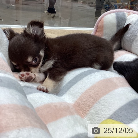 埼玉県のチワワ(ロング) (ペットプラス ピオニウォーク東松山店/2025年9月27日生まれ/男の子/チョコレートタンホワイト)の子犬の3枚目の画像