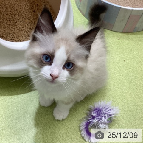 沖縄県のラグドール (ペットプラス 沖縄ライカム店/2025年9月27日生まれ/男の子/シールポイントバイカラー)の子猫の4枚目の画像