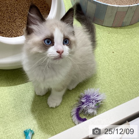 沖縄県のラグドール (ペットプラス 沖縄ライカム店/2025年9月27日生まれ/男の子/シールポイントバイカラー)の子猫の3枚目の画像