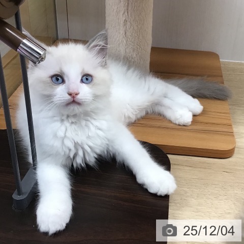 熊本県のラグドール (ペットプラス 熊本店/2025年9月27日生まれ/男の子/ブルーポイントバイカラー)の子猫の4枚目の画像