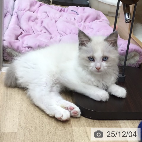 熊本県のラグドール (ペットプラス 熊本店/2025年9月27日生まれ/男の子/ブルーポイントバイカラー)の子猫の3枚目の画像