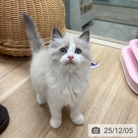 福岡県のラグドール (ペットプラス ららぽーと福岡店/2025年9月27日生まれ/女の子/ブルーポイントバイカラー)の子猫の4枚目の画像