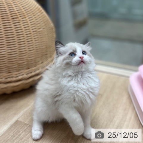 福岡県のラグドール (ペットプラス ららぽーと福岡店/2025年9月27日生まれ/女の子/ブルーポイントバイカラー)の子猫の3枚目の画像
