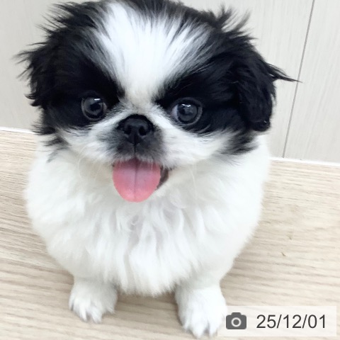 ペキニーズの写真