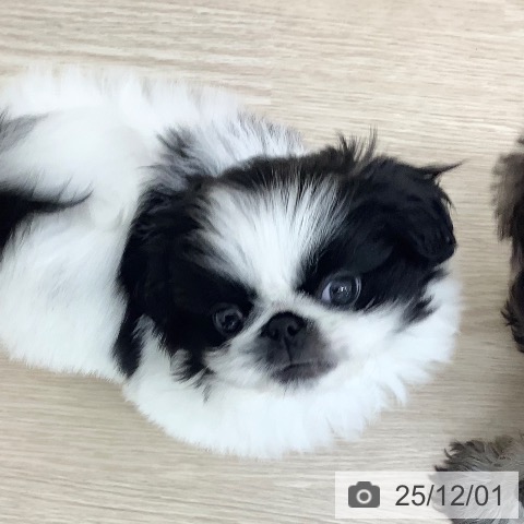 ペキニーズの写真