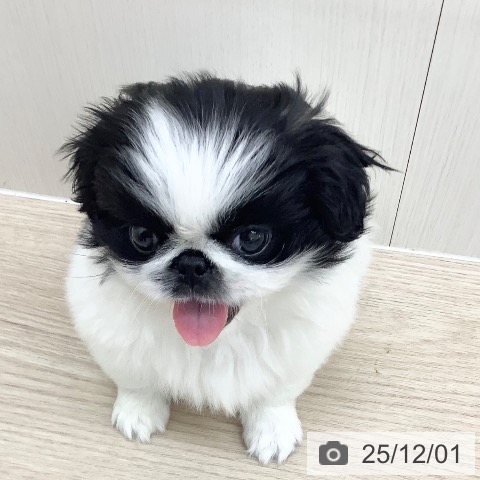 ペキニーズの写真