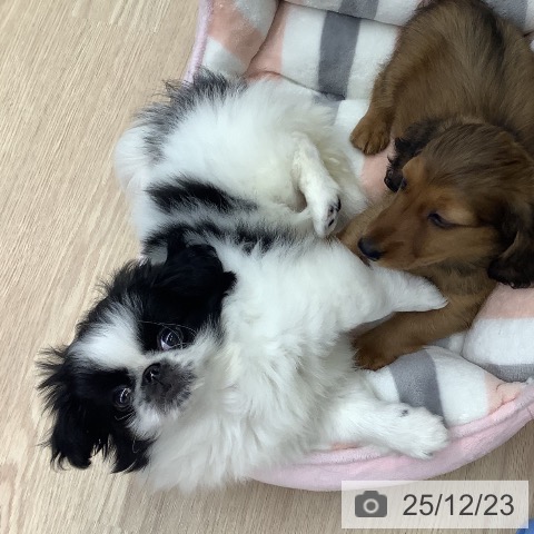 長崎県のペキニーズ (ペットプラス 長崎店/2025年10月1日生まれ/女の子/パーティーカラー)の子犬の3枚目の画像