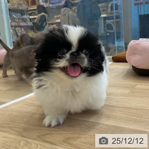 ペキニーズの写真