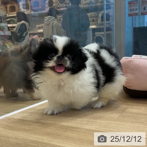 ペキニーズの写真