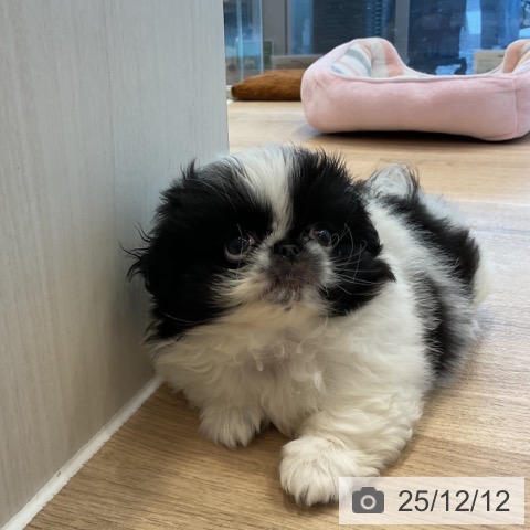 ペキニーズの写真