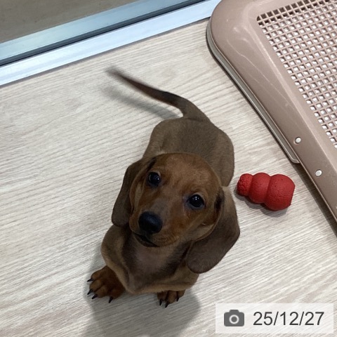 ミニチュア・ダックスフンドの写真