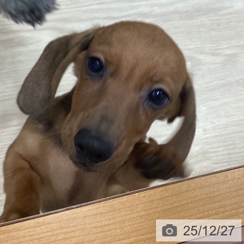 ミニチュア・ダックスフンドの写真