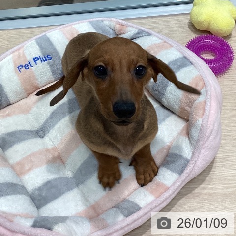 千葉県のミニチュアダックスフンド(ロング) (ペットプラス 柏店/2025年10月2日生まれ/男の子/レッド)の子犬の4枚目の画像