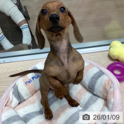 千葉県のミニチュアダックスフンド(ロング) (ペットプラス 柏店/2025年10月2日生まれ/男の子/レッド)の子犬の3枚目の画像