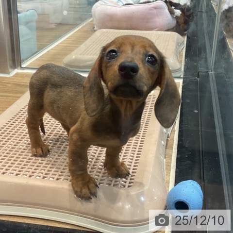 埼玉県のミニチュアダックスフンド(ロング) (ペッツワン 新座店/2025年10月2日生まれ/女の子/レッド)の子犬の4枚目の画像